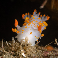 Triopha catalinae (Catalina Triopha)