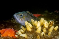 Sebastes flavidus (Yellowtail Rockfish)