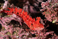 Gibbonsia montereyensis (Crevice Kelpfish)