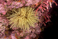 Eudistylia polymorpha (Feather Duster Worm)