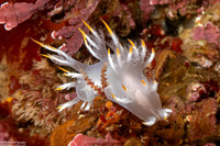 Dendronotus albus (White Dendronotus)