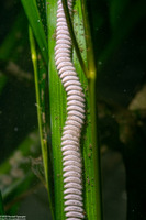Californiconus californicus (California Cone Snail)