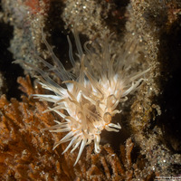 Diadumene leucolena (Ghost Anemone)