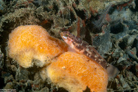 Rhinogobiops nicholsii (Blackeye Goby)
