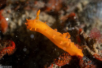 Triopha maculata (Spotted Triopha)