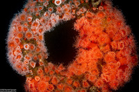 Corynactis californica (Club-Tipped Anemone)