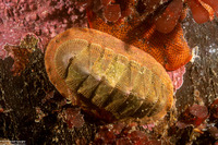 Lepidozona cooperi (Cooper's Chiton)