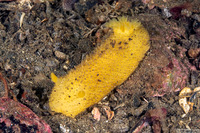 Doris montereyensis (Monterey Dorid)