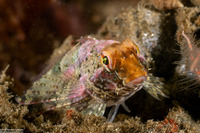 Orthonopias triacis (Snubnose Sculpin)