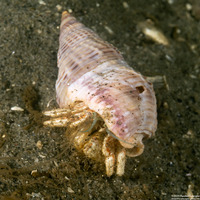 Isocheles pilosus (Moonsnail Hermit Crab)