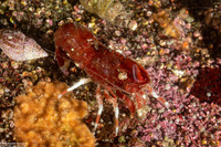 Spirontocaris prionota (Deep Blade Shrimp)