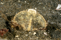 Cancer productus (Red Rock Crab)