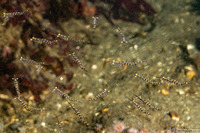 Order Mysida (Mysids)