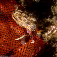 Pagurus hemphilli (Maroon Hermit Crab)