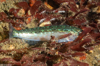 Hexagrammos stelleri (Whitespotted Greenling)