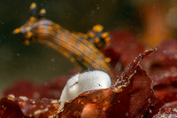 Polycera atra (Black Dorid)