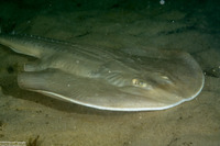 Platyrhinoidis triseriata (Thornback)