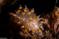Antiopella barbarensis (Santa Barbara Janolus)