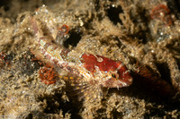 Orthonopias triacis (Snubnose Sculpin)