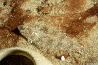 Citharichthys stigmaeus (Speckled Sanddab)