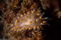 Antiopella barbarensis (Santa Barbara Janolus)