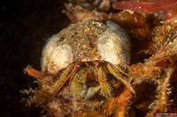 Pagurus granosimanus (Grainyhand Hermit Crab)