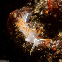 Coryphella trilineata (Three-Lined Aeolid)