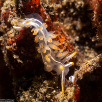Coryphella trilineata (Three-Lined Aeolid)