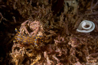 Polycera atra (Black Dorid)