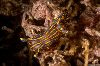 Polycera atra (Black Dorid)