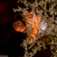 Flabellinopsis iodinea (Spanish Shawl)