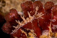 Dendronotus venustus (Branched Dendronotus)