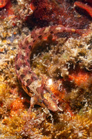Gibbonsia montereyensis (Crevice Kelpfish)