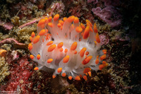 Limacia mcdonaldi (McDonald's Dorid)