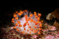 Limacia mcdonaldi (McDonald's Dorid)