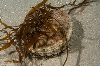 Patinopecten caurinus (Giant Pacific Scallop)