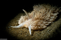 Aeolidia loui (Shag-Rug Aeolid)