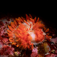 Limacia cockerelli (Cockerell's Dorid)