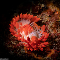 Limacia cockerelli (Cockerell's Dorid)
