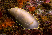 Cadlina luteomarginata (Yellow Margin Cadlina)