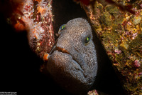 Anarrhichthys ocellatus (Wolf-Eel)