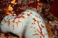 Aplidium californicum (Sea Pork)