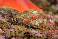 Haliotis kamtschatkana (Pinto Abalone)