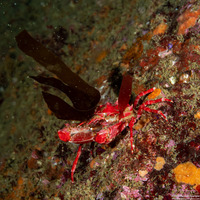 Pugettia richii (Cryptic Kelp Crab)