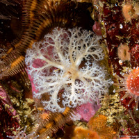 Cucumaria pallida (Pale Sea Cucumber)