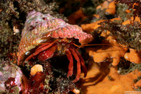 Pagurus hemphilli (Maroon Hermit Crab)