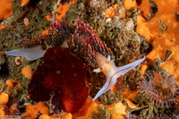 Phidiana hiltoni (Hilton's Aeolid)