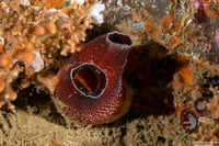 Chaceia ovoidea (Wart-Neck Piddock)