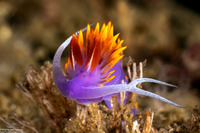Flabellinopsis iodinea (Spanish Shawl)
