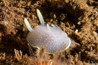 Acanthodoris hudsoni (Hudson's Horned Dorid)